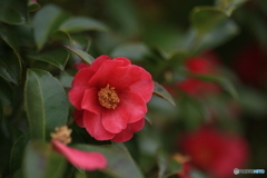 撮って出し(2024-03-31_10-05)-(Canon EOS 6D-90