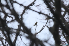 撮って出し(2025-04-24_08-53)-(Canon EOS 60D-2