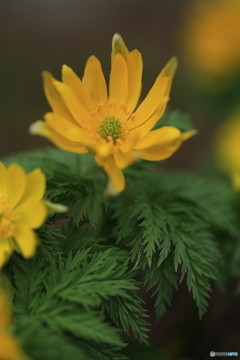 撮って出し(2024-04-08_11-35)-(Canon EOS 6D-90