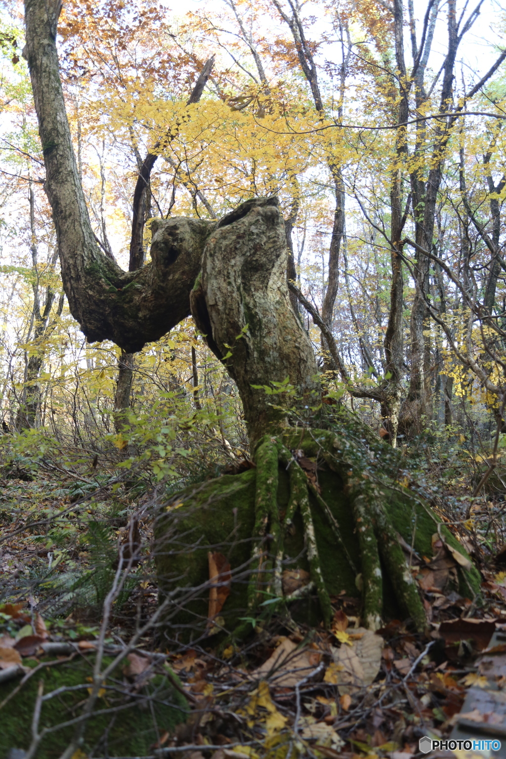 撮って出し(2025-11-04_09-47)-(Canon EOS 6D-28