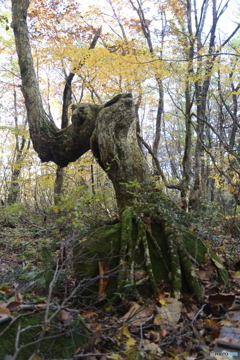 撮って出し(2025-11-04_09-47)-(Canon EOS 6D-28