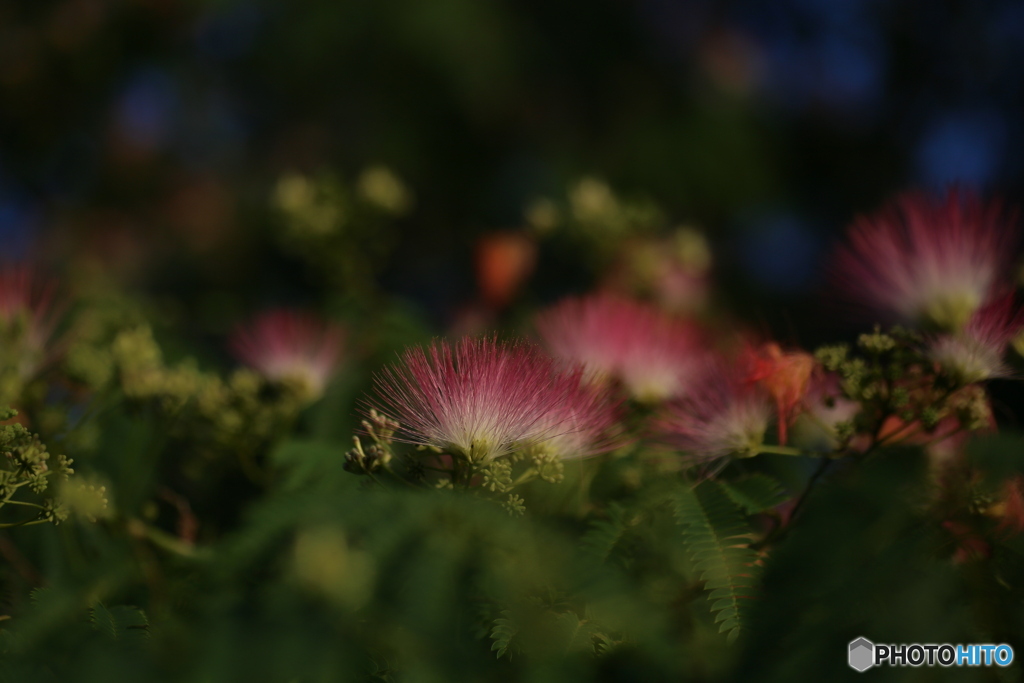 撮って出し(2025-07-11_05-16)-(Canon EOS 6D-90