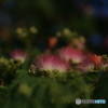 撮って出し(2025-07-11_05-16)-(Canon EOS 6D-90