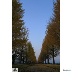 撮って出し(2023-11-03_16-27)-38-EF28-135mm f-