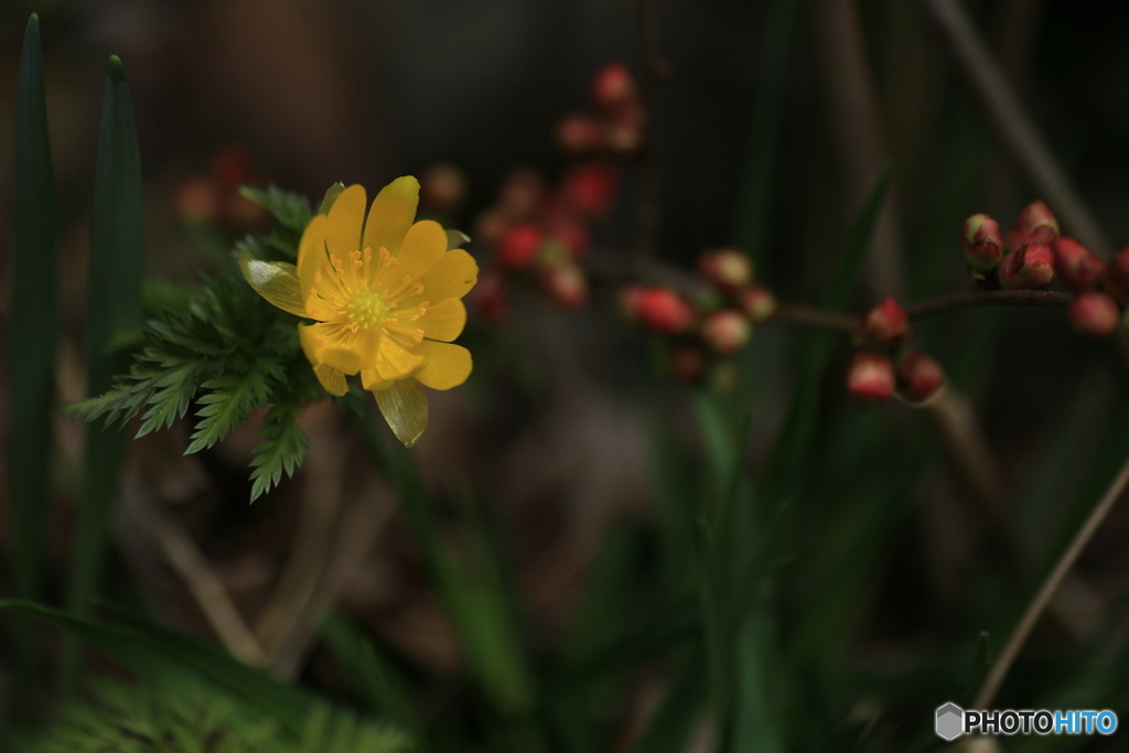 撮って出し(2024-03-31_10-17)-(Canon EOS 6D-90