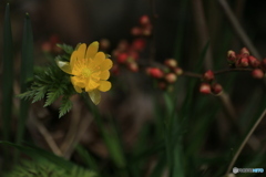 撮って出し(2024-03-31_10-17)-(Canon EOS 6D-90