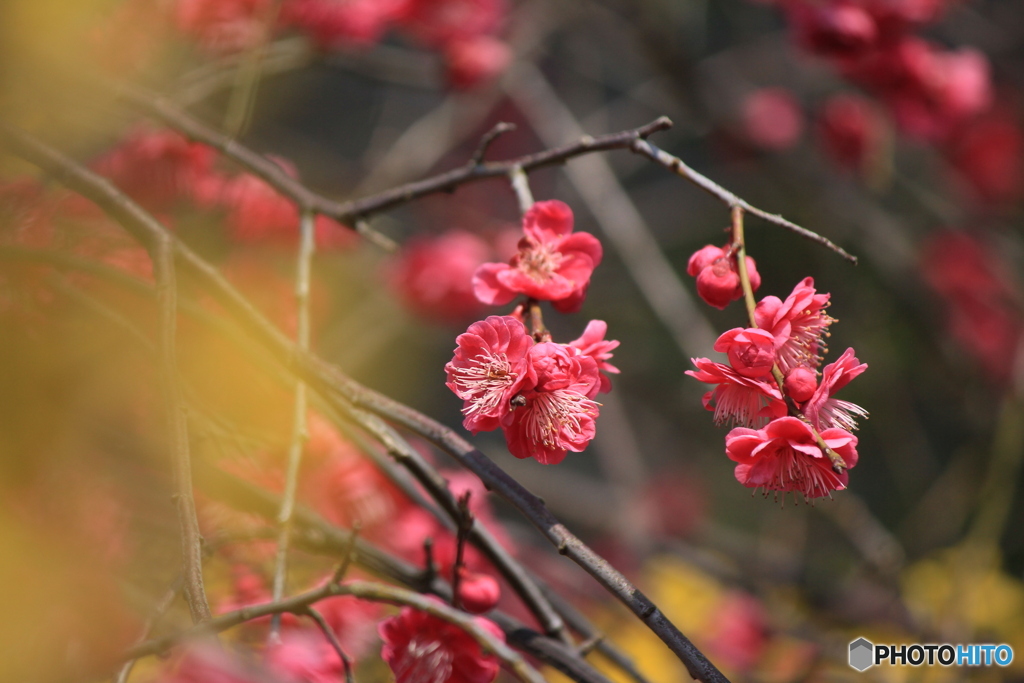 撮って出し(2025-04-07_09-26)-(Canon EOS 60D-2