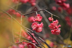 撮って出し(2025-04-07_09-26)-(Canon EOS 60D-2