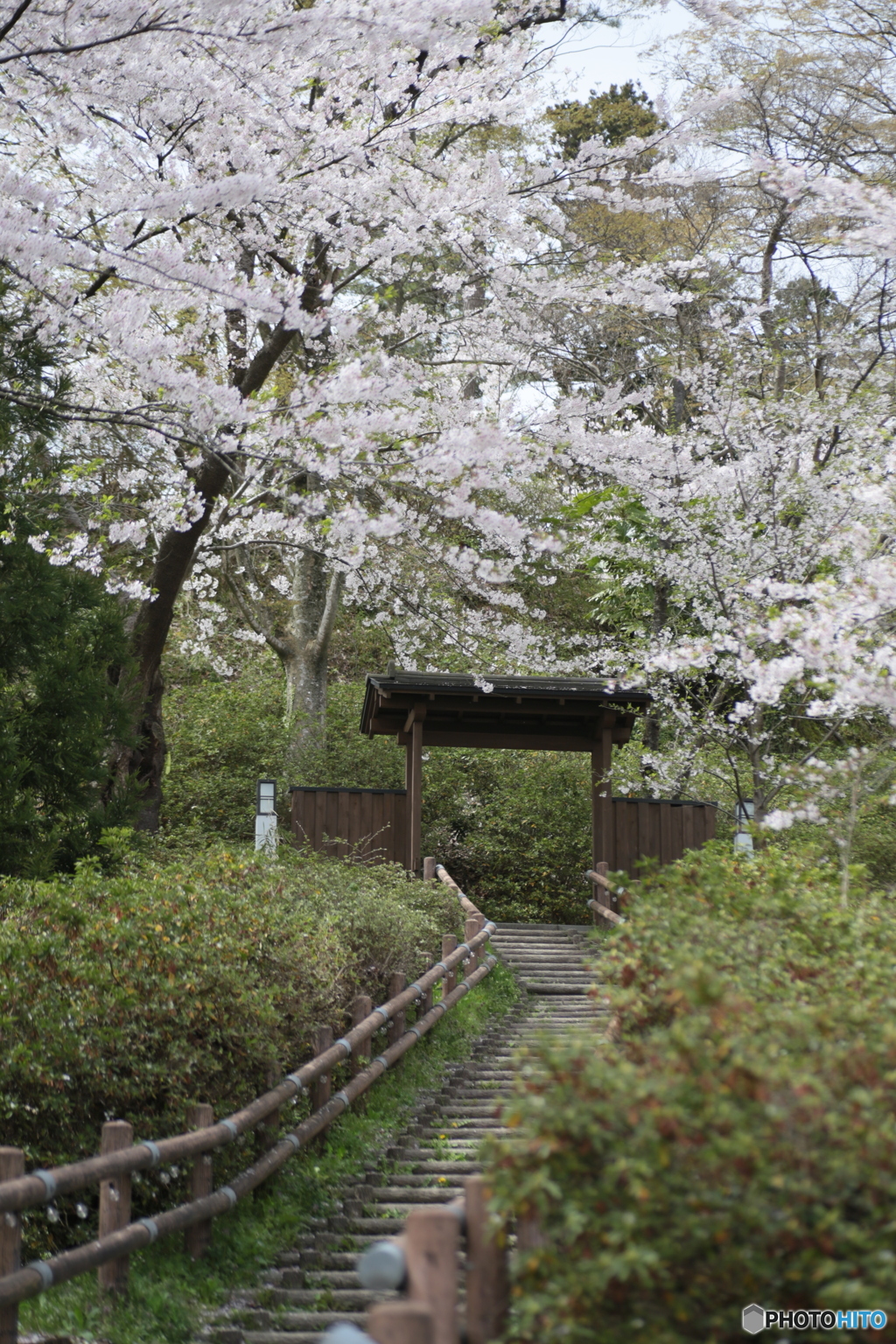 撮って出し(2024-04-18_12-26)-(Canon EOS 6D-90