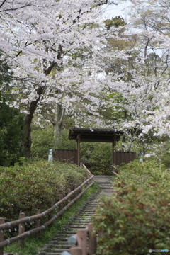 撮って出し(2024-04-18_12-26)-(Canon EOS 6D-90