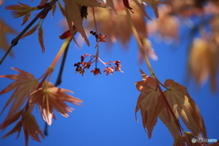 撮って出し-Canon EOS 60D-250.0-22_05_02-1