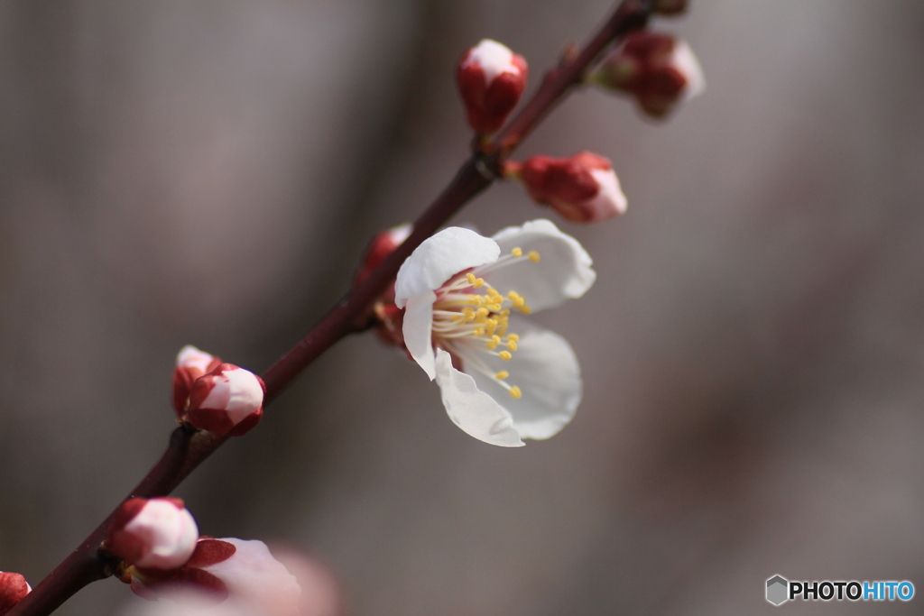 撮って出し(2025-04-06_09-05)-(Canon EOS 60D-9