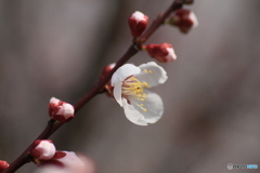 撮って出し(2025-04-06_09-05)-(Canon EOS 60D-9