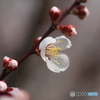 撮って出し(2025-04-06_09-05)-(Canon EOS 60D-9
