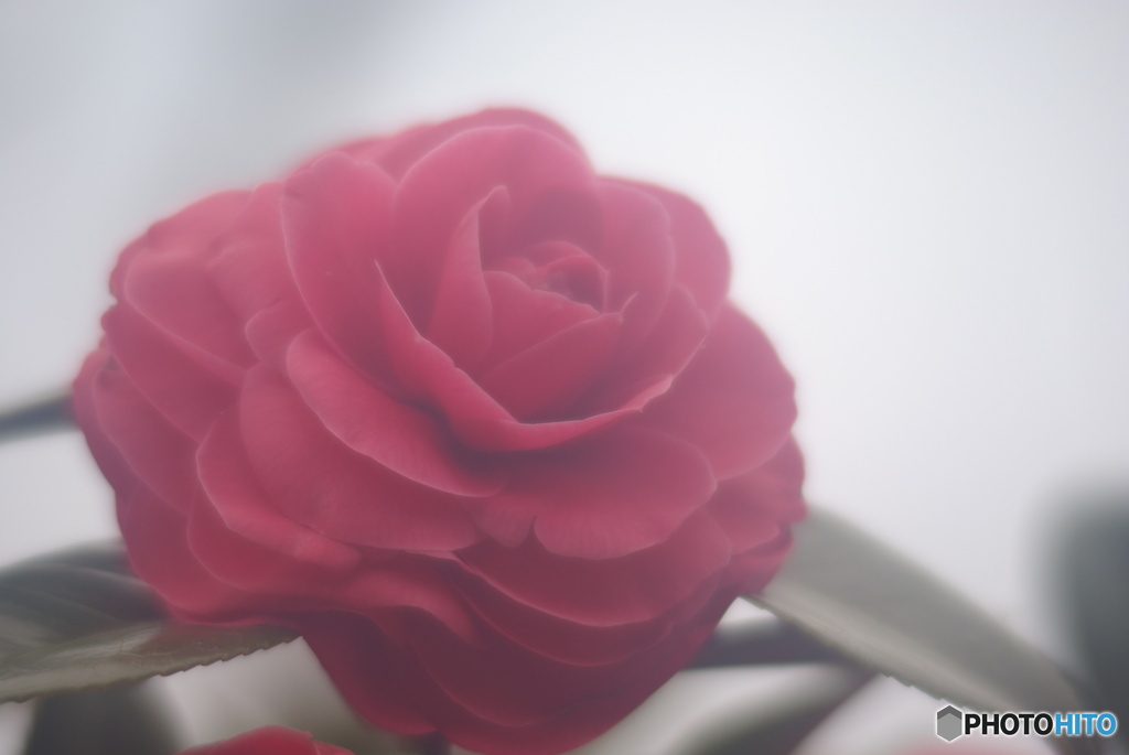 撮って出し(2025-04-08_10-42)-(PENTAX K10D-0()