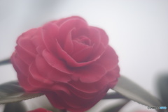 撮って出し(2025-04-08_10-42)-(PENTAX K10D-0()