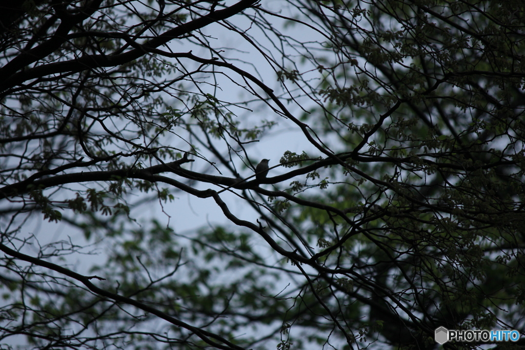 撮って出し(2025-05-11_08-37)-(Canon EOS 60D-2