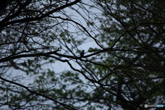撮って出し(2025-05-11_08-37)-(Canon EOS 60D-2