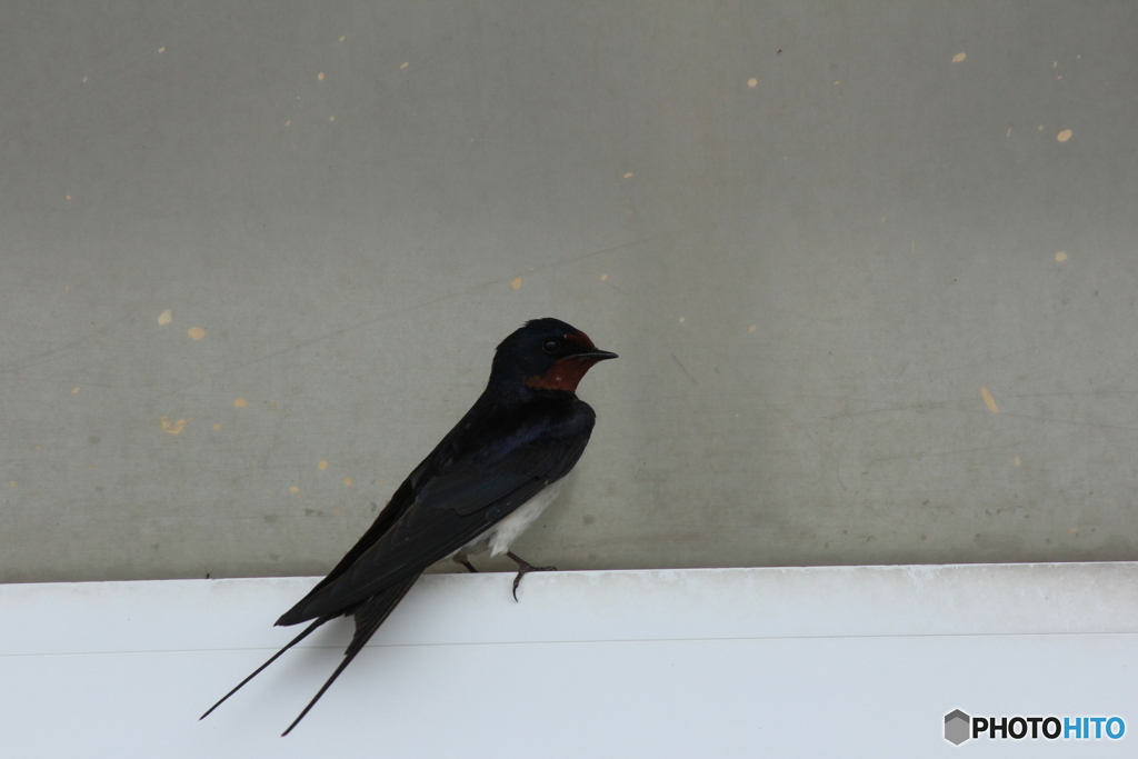 撮って出し(2025-04-18_09-31)-(Canon EOS 60D-2