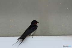 撮って出し(2025-04-18_09-31)-(Canon EOS 60D-2