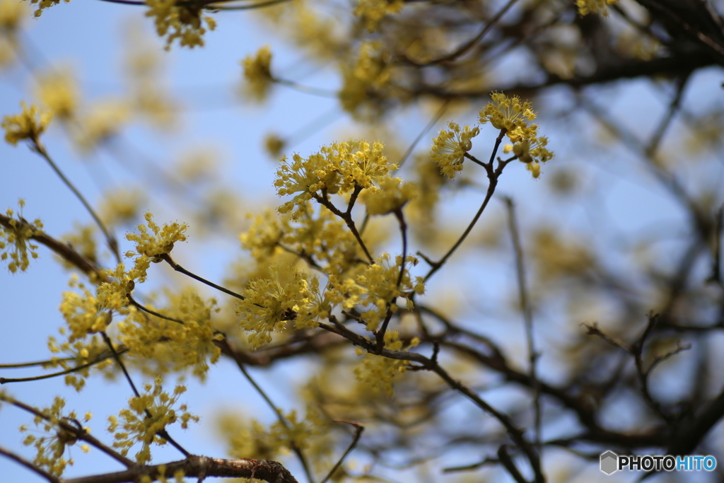 撮って出し(2025-04-07_12-03)-(Canon EOS 6D-90