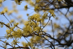 撮って出し(2025-04-07_12-03)-(Canon EOS 6D-90