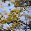 撮って出し(2025-04-07_12-03)-(Canon EOS 6D-90