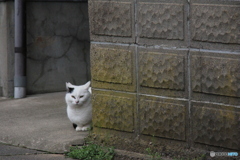 撮って出し-Canon EOS 60D-200.0-41_04_18-3