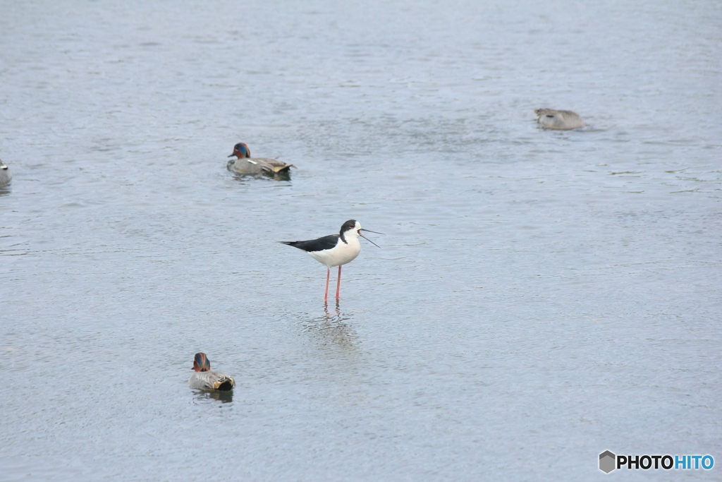 撮って出し(2025-04-27_12-42)-(Canon EOS 60D-2
