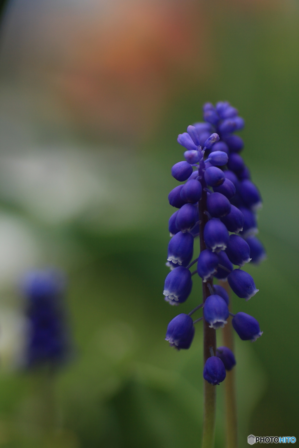 撮って出し(2025-04-25_10-10)-(Canon EOS 60D-9
