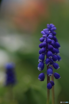 撮って出し(2025-04-25_10-10)-(Canon EOS 60D-9