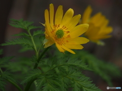 撮って出し(2025-04-08_12-00)-(E-M5-150(OLYMPU