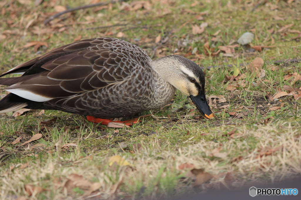撮って出し(2025-03-03_13-22)-(Canon EOS 60D-1