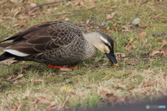 撮って出し(2025-03-03_13-22)-(Canon EOS 60D-1