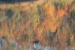 撮って出し-Canon EOS 60D-250.0-22_10_31-1