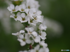 撮って出し(2024-04-19_15-05)-(E-M5-0())_02