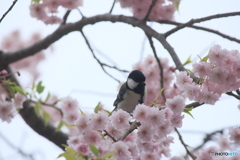 撮って出し(2025-04-24_08-33)-(Canon EOS 60D-2