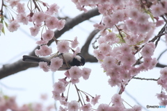 撮って出し(2025-04-24_08-32)-(Canon EOS 60D-2