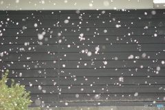 撮って出し(2025-04-24_09-36)-(PENTAX K10D-300