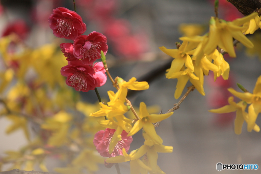 撮って出し(2025-04-07_09-28)-(Canon EOS 60D-2