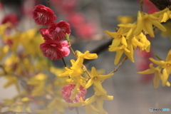 撮って出し(2025-04-07_09-28)-(Canon EOS 60D-2