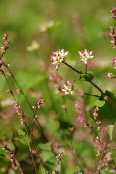 撮って出し(2025-10-30_11-33)-(PENTAX K10D-300