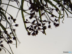 撮って出し(2024-04-28_17-51)-(Canon PowerShot