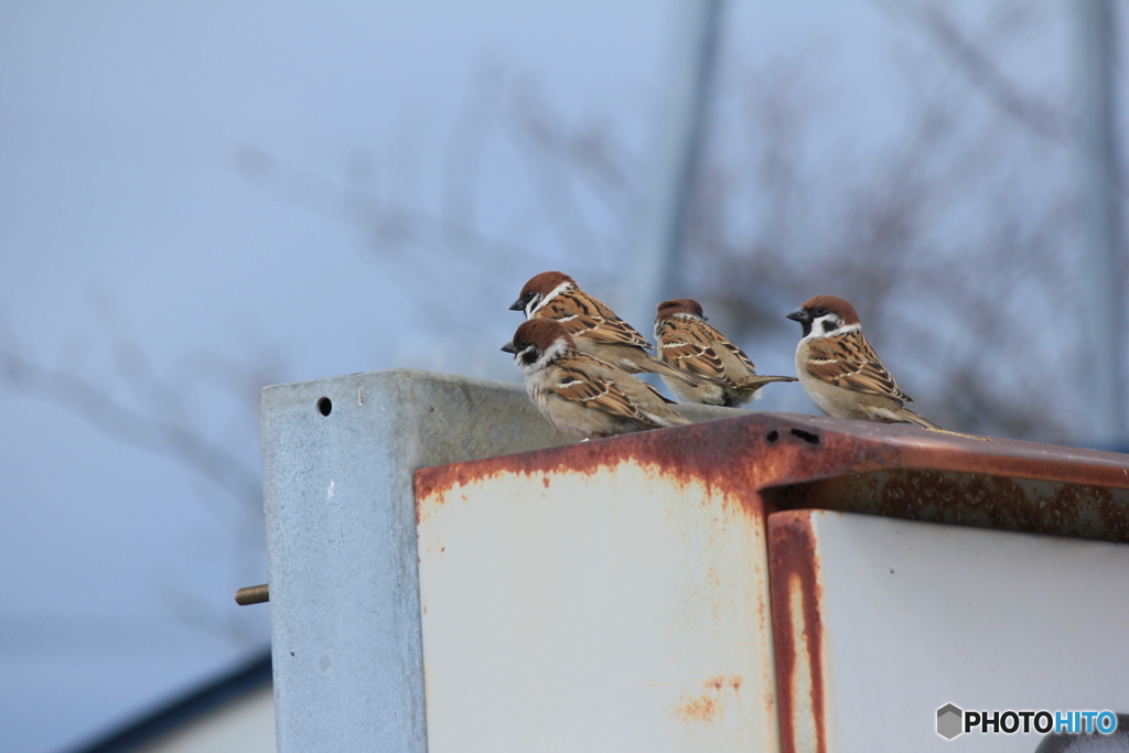 撮って出し(2025-02-25_12-01)-(Canon EOS 60D-2