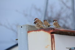 撮って出し(2025-02-25_12-01)-(Canon EOS 60D-2