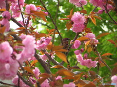 撮って出し(2024-04-26_13-49)-(Canon PowerShot