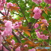 撮って出し(2024-04-26_13-49)-(Canon PowerShot