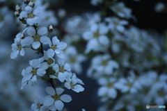 撮って出し(2025-04-20_05-14)-(Canon EOS 60D-2