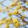 撮って出し(2025-04-07_12-01)-(E-M5-150(OLYMPU