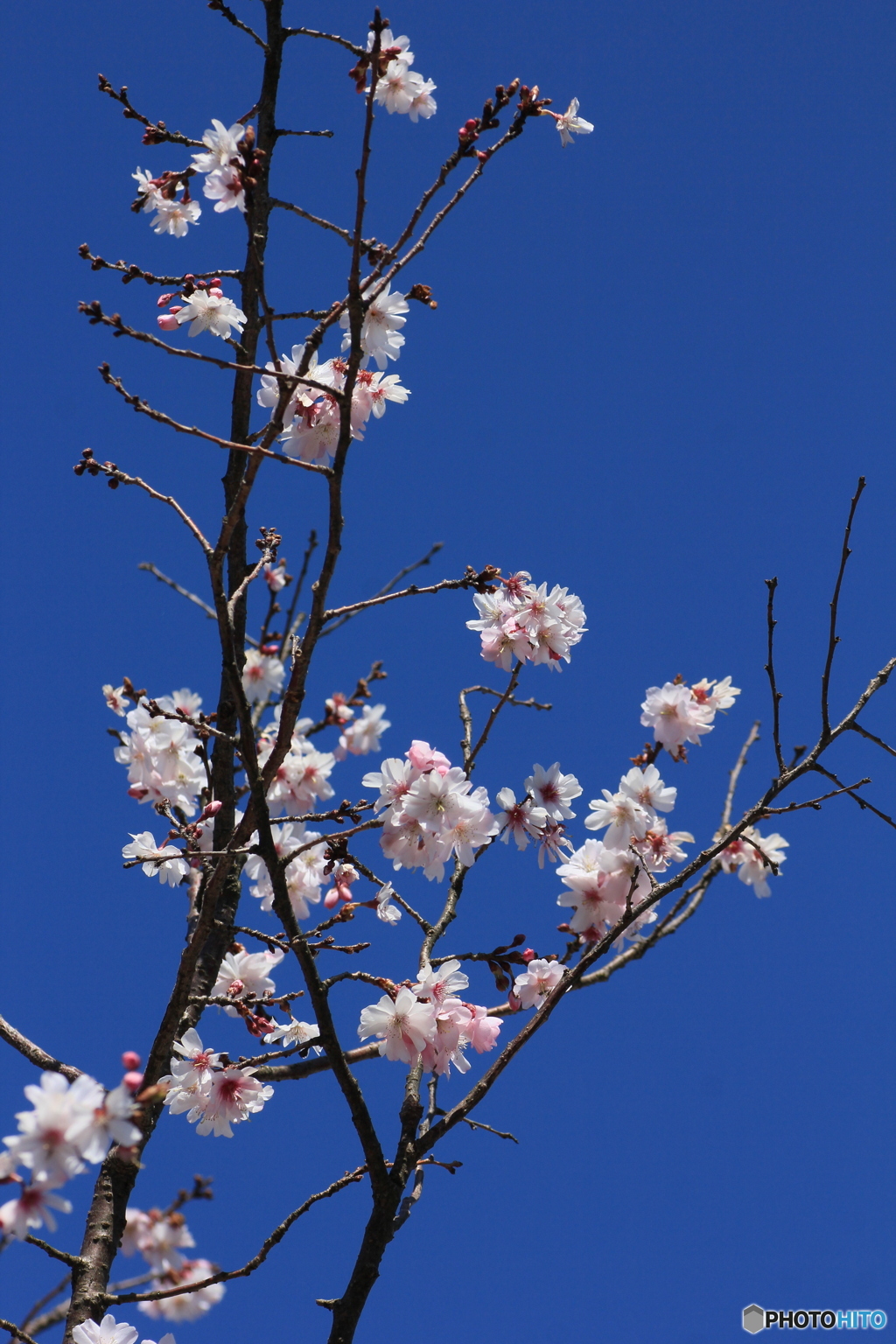 撮って出し-Canon EOS 60D-90.0-41_03_30-0